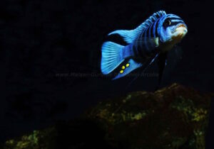 Metriaclima fainzilberi 'Maison Reef'