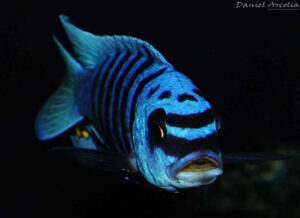 Metriaclima fainzilberi 'Maison Reef'