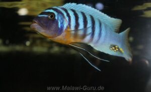 Metriaclima fainzilberi 'Makonde'