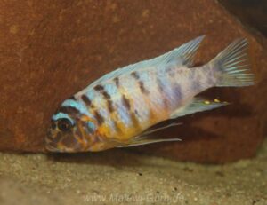 Metriaclima fainzilberi 'Makonde'