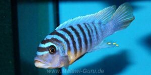 Metriaclima fainzilberi 'Manda'