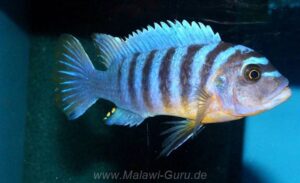 Metriaclima fainzilberi 'Manda'