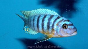 Metriaclima fainzilberi 'Manda'