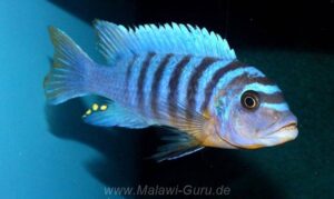 Metriaclima fainzilberi 'Manda'