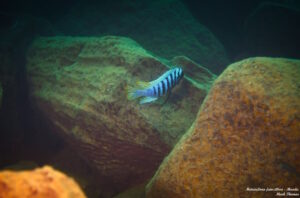 Metriaclima fainzilberi 'Manda'