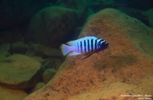 Metriaclima fainzilberi 'Manda'