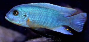 Metriaclima fainzilberi 'Mara Rocks'