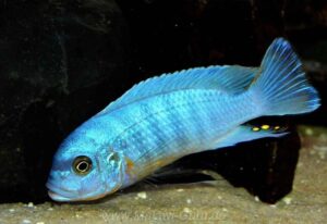 Metriaclima fainzilberi 'Mara Rocks'