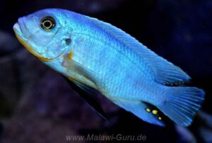 Metriaclima fainzilberi 'Mara Rocks'