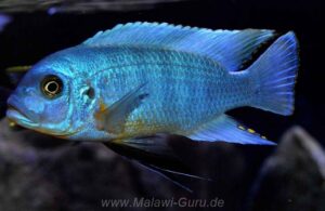 Metriaclima fainzilberi 'Mara Rocks'