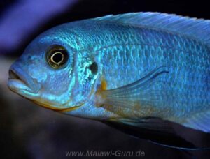 Metriaclima fainzilberi 'Mara Rocks'