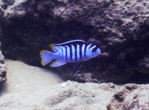 Metriaclima fainzilberi 'Mbowe Island'