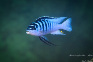 Metriaclima fainzilberi 'Mdoka'