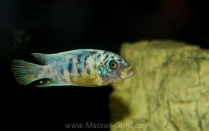 Metriaclima fainzilberi 'Ndumbi Point'