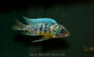 Metriaclima fainzilberi 'Ndumbi Point'