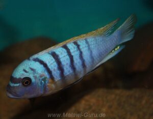 Metriaclima fainzilberi 'Ndumbi Point'