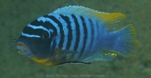 Metriaclima fainzilberi 'Ngwasi'