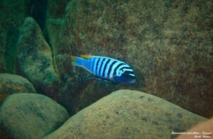 Metriaclima fainzilberi 'Ngwasi'