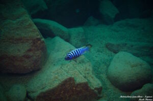 Metriaclima fainzilberi 'Ngwasi'