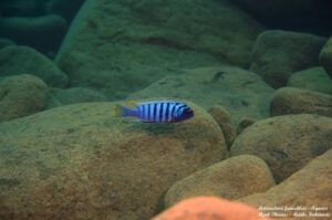 Metriaclima fainzilberi 'Ngwasi'