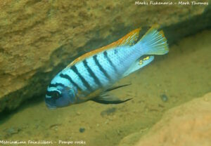 Metriaclima fainzilberi 'Pombo Rocks'