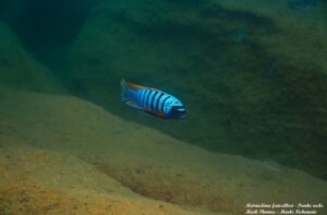 Metriaclima fainzilberi 'Pombo Rocks'