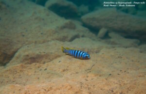 Metriaclima fainzilberi 'Pombo Rocks'
