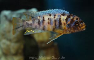 Metriaclima fainzilberi 'Ukenju'