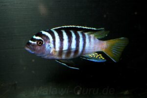 'Zimbawe Rock' Metriaclima flavicauda