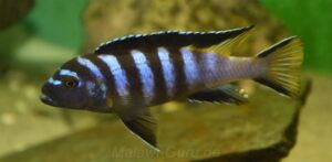 'Zimbawe Rock' Metriaclima flavicauda 'Zimbawe Rock'