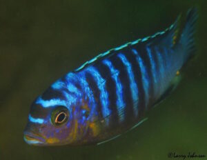 Metriaclima flavifemina 'Maleri Island'