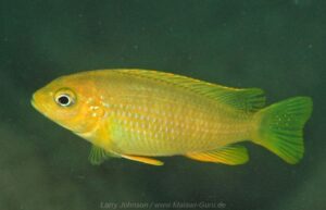 Metriaclima flavifemina 'Maleri Island'