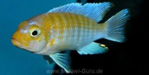 Metriaclima glaucos 'Kanjindo Rocks' Metriaclima glaucos 'Kanjindo Rocks'