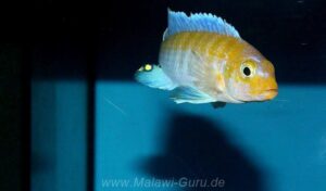 Metriaclima glaucos 'Kanjindo Rocks' Metriaclima glaucos 'Kanjindo Rocks'