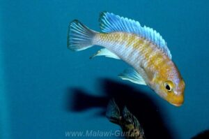 Metriaclima glaucos 'Kanjindo Rocks' Metriaclima glaucos 'Kanjindo Rocks'