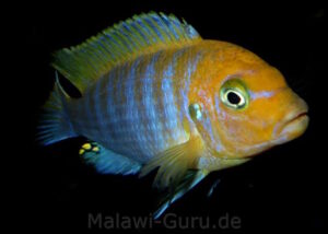 Metriaclima hajomaylandi