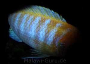 Metriaclima hajomaylandi 'Chizumulu Island'