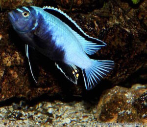 Metriaclima koningsi 'Likoma Island' Galerie Metriaclima koningsi Arten