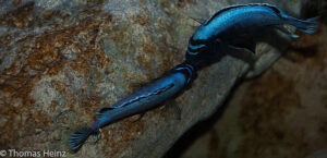 Metriaclima koningsi 'Likoma Island'