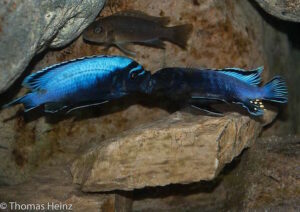 Metriaclima koningsi 'Likoma Island'