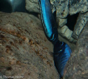 Metriaclima koningsi 'Likoma Island'