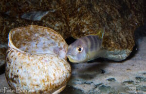 Metriaclima lanisticola 'Mazinzi Reef'