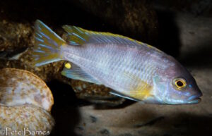 Metriaclima lanisticola 'Mazinzi Reef'