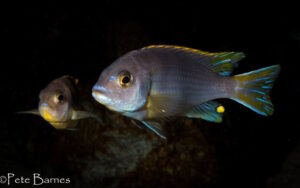 Metriaclima lanisticola