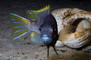 Metriaclima lanisticola 'Mazinzi Reef'