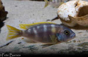 'Mazinzi Reef' Metriaclima lanisticola