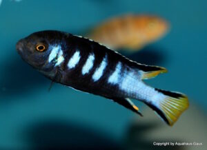 Metriaclima melissa Arten