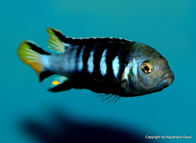 Metriaclima melissa 'Chewere'