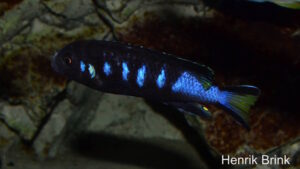 Metriaclima melissa 'Chewere'