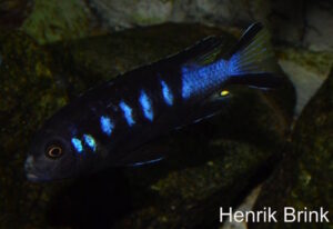 Metriaclima melissa 'Chewere'